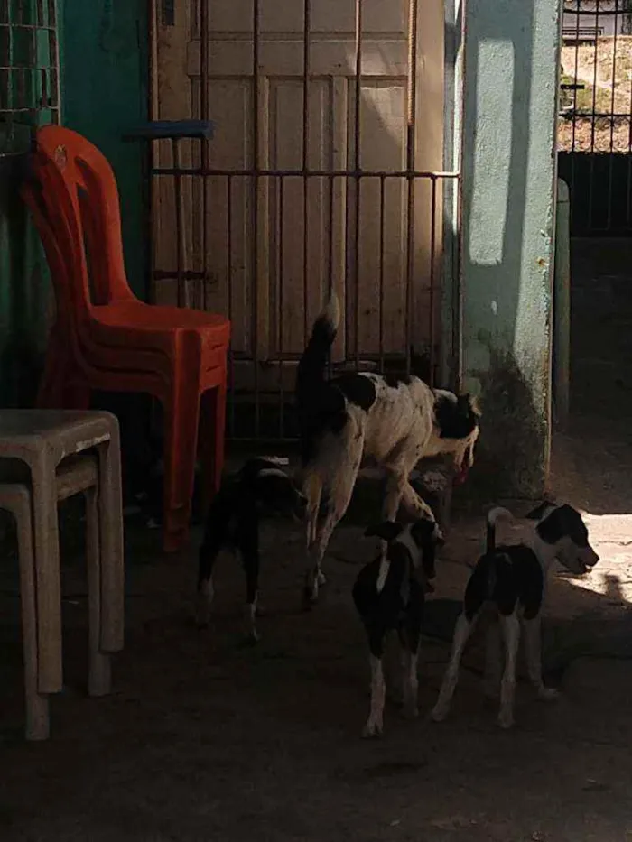 Cachorro ra a Indefinida idade 2 a 6 meses nome Indefinidos