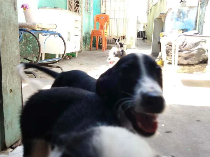 Cachorro ra a Indefinida idade 2 a 6 meses nome Indefinidos