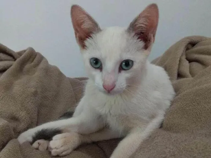 Gato ra a SRD-ViraLata idade 2 a 6 meses nome Sem nome