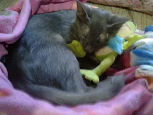 Gato raça Blue idade 2 a 6 meses nome Não tem 