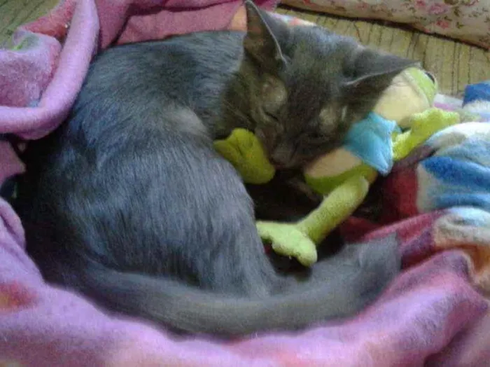 Gato raça Blue idade 2 a 6 meses nome Não tem 