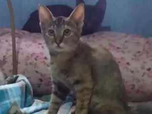 Gato raça Srd idade 2 a 6 meses nome Rajado