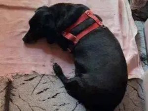 Cachorro raça Cofap idade 6 ou mais anos nome Barão 