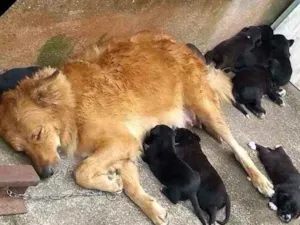 Cachorro raça Mãe Golden idade Abaixo de 2 meses nome Vários