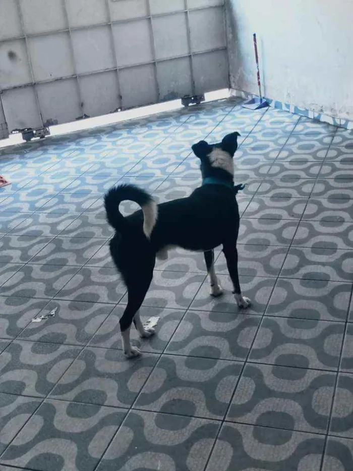 Cachorro ra a Labrador idade 3 anos nome Sansão
