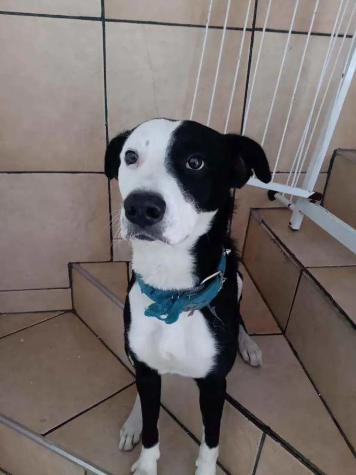 Cachorro ra a Labrador idade 3 anos nome Sansão