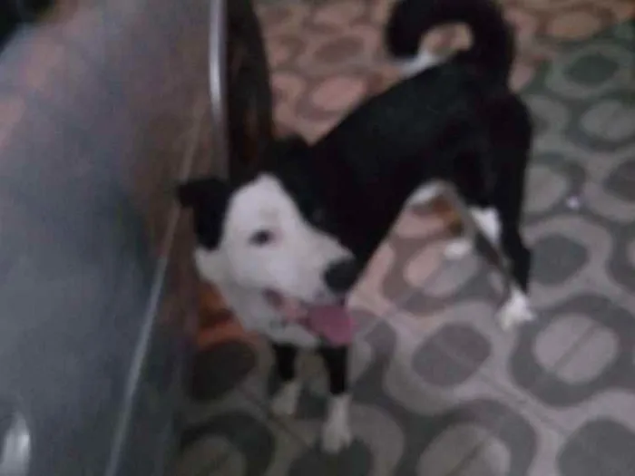 Cachorro ra a Labrador idade 3 anos nome Sansão