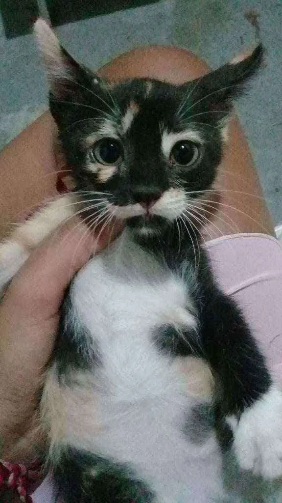 Gato ra a  idade 2 a 6 meses nome Beka Felix