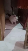 Gatinhas fêmeas