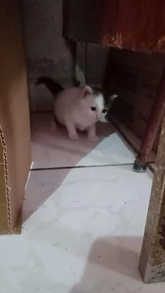 Gato ra a Vira lata idade 2 a 6 meses nome Gatinhas fêmeas