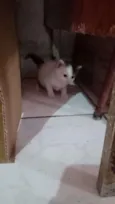 Gatinhas fêmeas