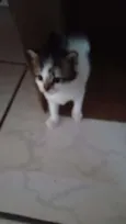 Gatinhas fêmeas