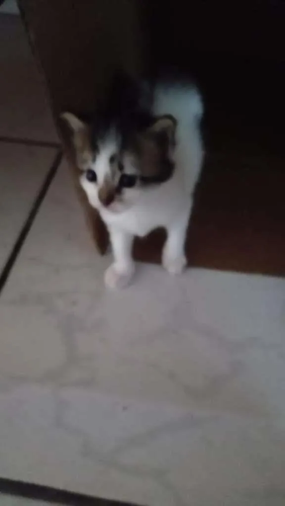 Gato ra a Vira lata idade 2 a 6 meses nome Gatinhas fêmeas