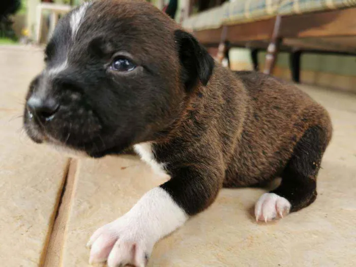 Cachorro ra a  idade Abaixo de 2 meses nome Amora
