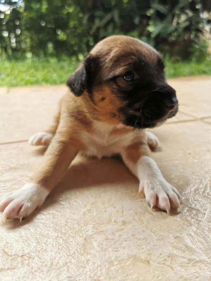 Cachorro ra a  idade Abaixo de 2 meses nome Amora