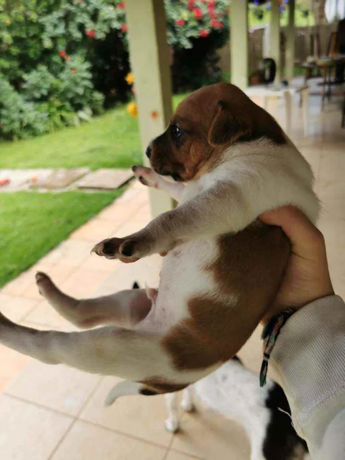 Cachorro ra a  idade Abaixo de 2 meses nome Amora