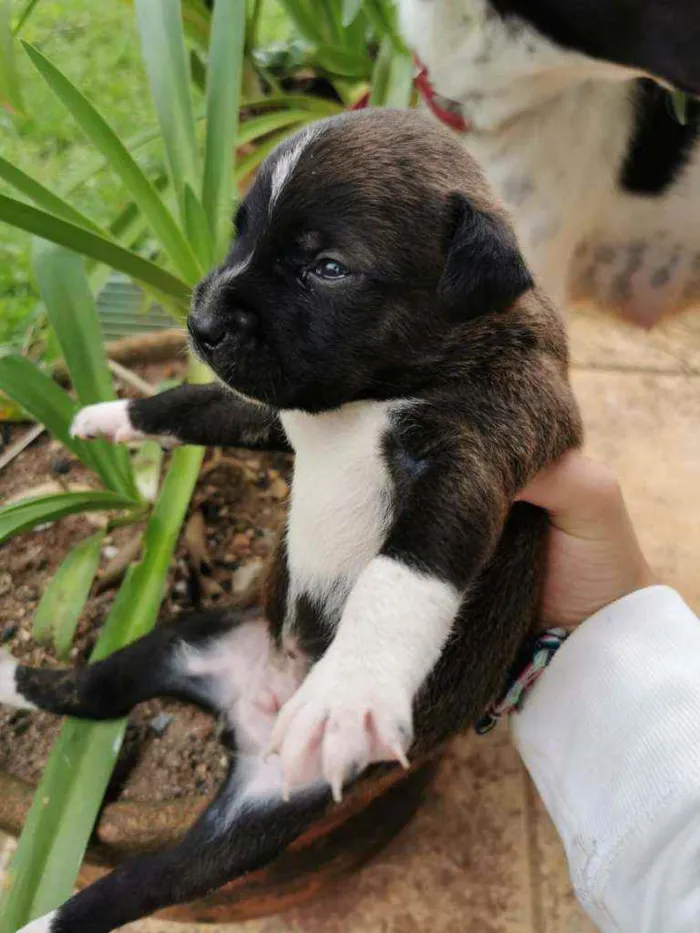 Cachorro ra a  idade Abaixo de 2 meses nome Amora