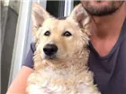 Cachorro raça SRD-ViraLata idade 1 ano nome PACO GRATIFICA