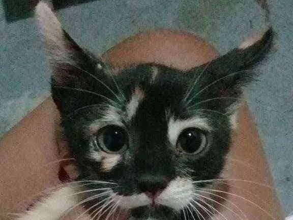 Gato ra a  idade 2 a 6 meses nome Beka Felix