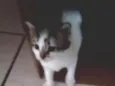 Gatinhas fêmeas