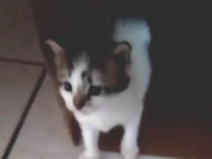 Gato ra a Vira lata idade 2 a 6 meses nome Gatinhas fêmeas
