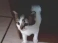 Gatinhas fêmeas