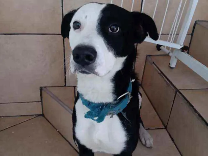 Cachorro ra a Labrador idade 3 anos nome Sansão