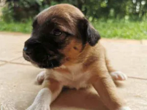 Cachorro raça  idade Abaixo de 2 meses nome Amora