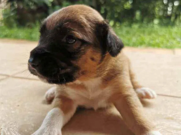 Cachorro ra a  idade Abaixo de 2 meses nome Amora