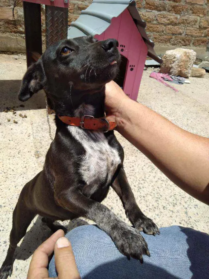 Cachorro raça Indefinida idade 5 anos nome Pretinha