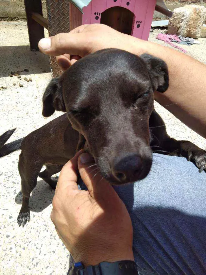 Cachorro raça Indefinida idade 5 anos nome Pretinha