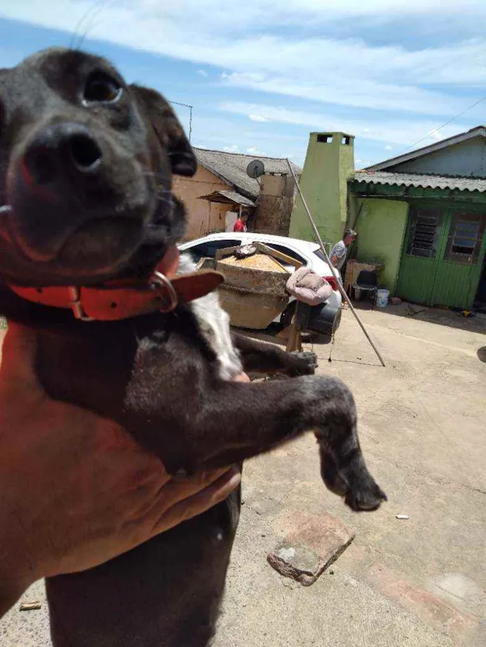 Cachorro raça Indefinida idade 5 anos nome Pretinha