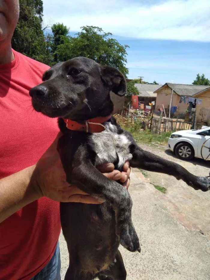 Cachorro raça Indefinida idade 5 anos nome Pretinha