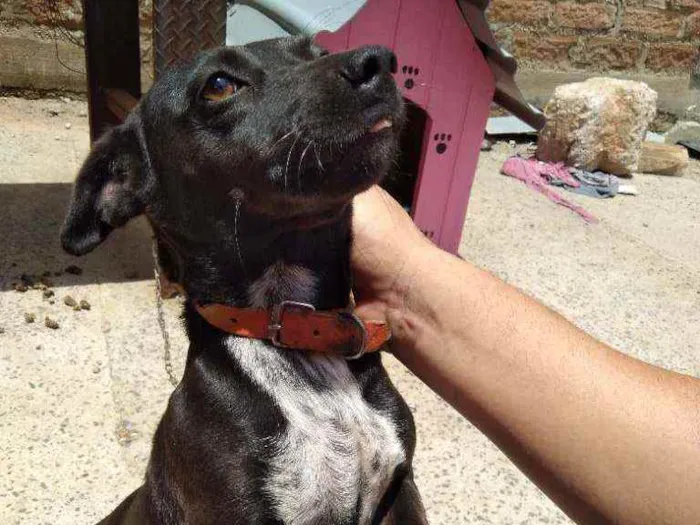 Cachorro raça Indefinida idade 5 anos nome Pretinha