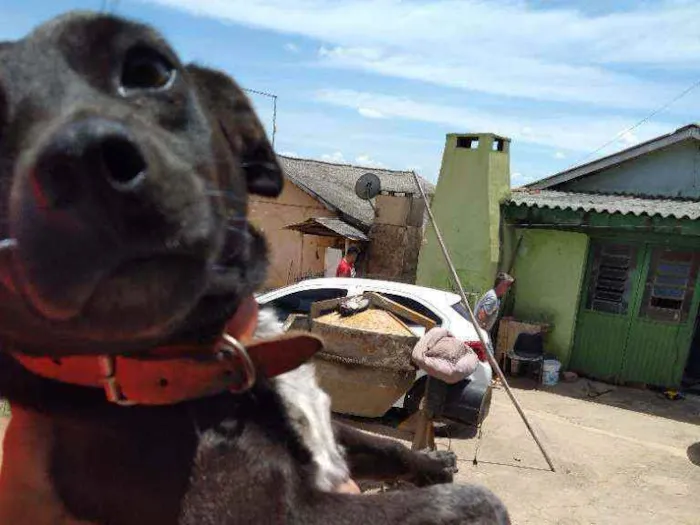 Cachorro raça Indefinida idade 5 anos nome Pretinha