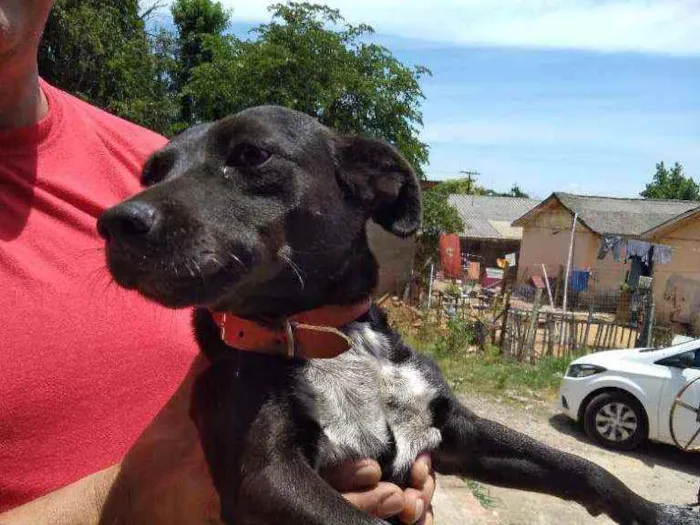 Cachorro raça Indefinida idade 5 anos nome Pretinha