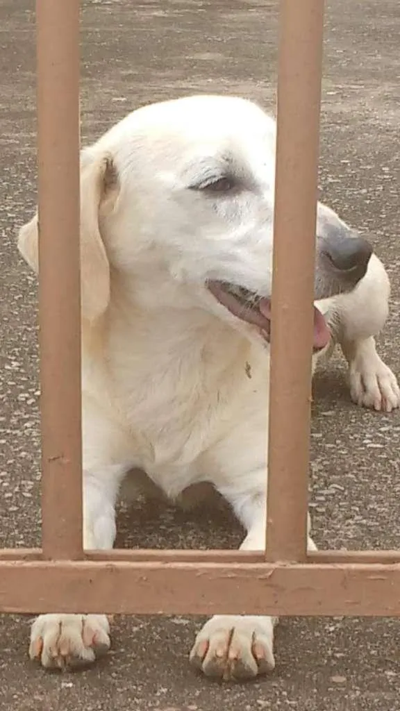 Cachorro ra a SRD-ViraLata idade 1 ano nome Sem nome