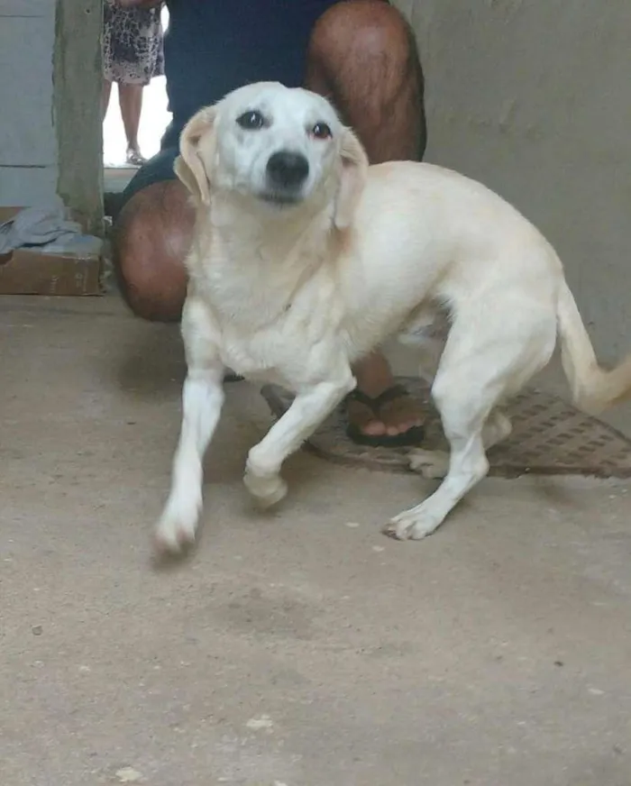 Cachorro ra a SRD-ViraLata idade 1 ano nome Sem nome