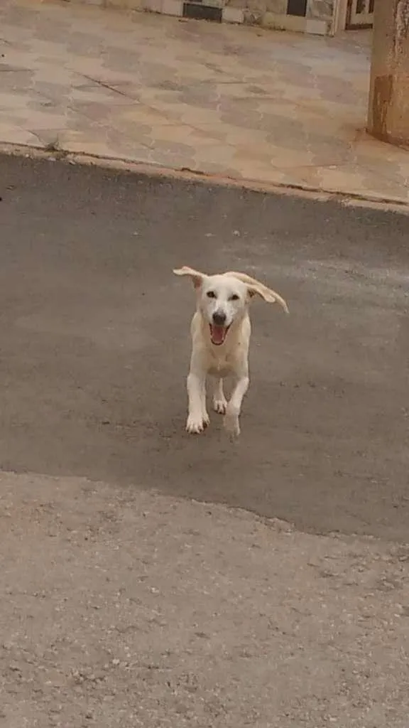 Cachorro ra a SRD-ViraLata idade 1 ano nome Sem nome