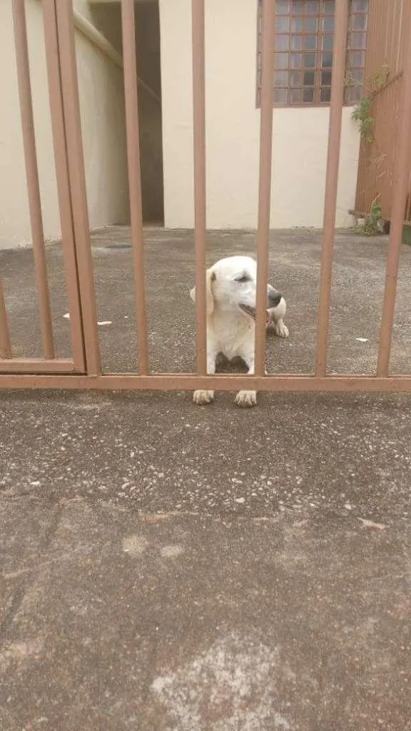 Cachorro ra a SRD-ViraLata idade 1 ano nome Sem nome