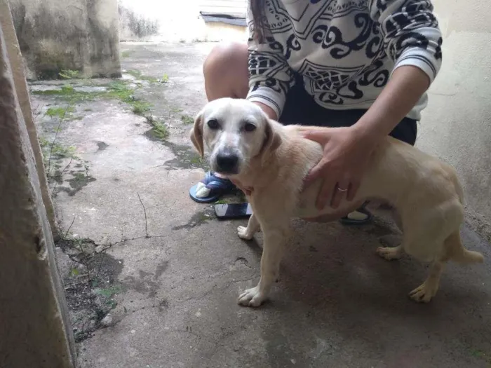 Cachorro ra a SRD-ViraLata idade 1 ano nome Sem nome