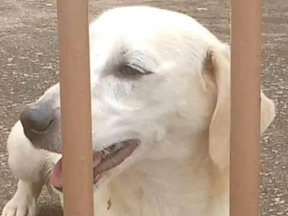 Cachorro ra a SRD-ViraLata idade 1 ano nome Sem nome