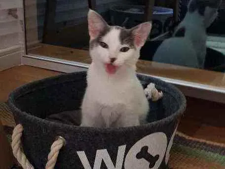 Gato raça SRD idade 2 a 6 meses nome Luna