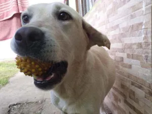 Cachorro raça Labrador idade 5 anos nome Skol