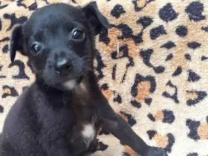 Cachorro raça  idade 2 a 6 meses nome Nando Bebezinho