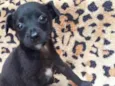 Cachorro raça  idade 2 a 6 meses nome Nando Bebezinho