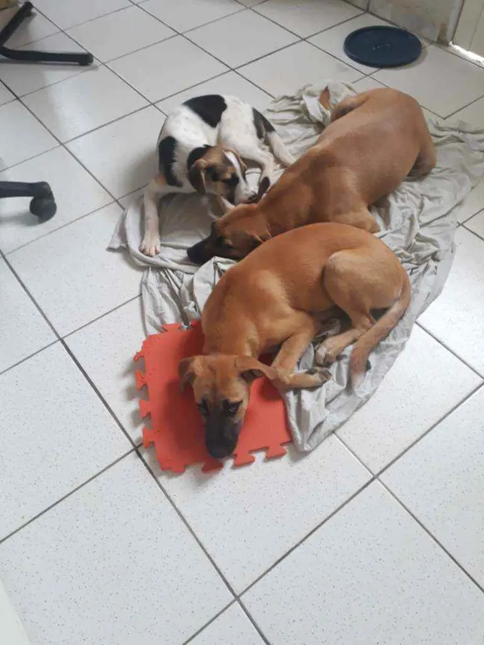 Cachorro ra a Vira lata idade 2 a 6 meses nome Amora