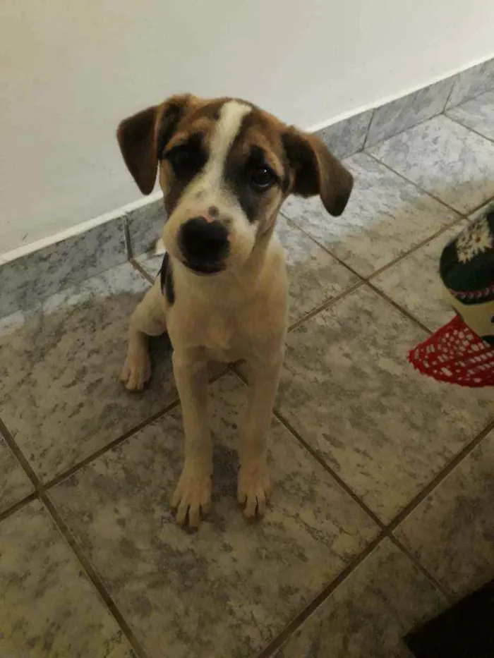 Cachorro ra a Vira lata idade 2 a 6 meses nome Amora