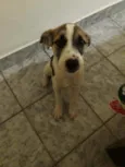 Amora