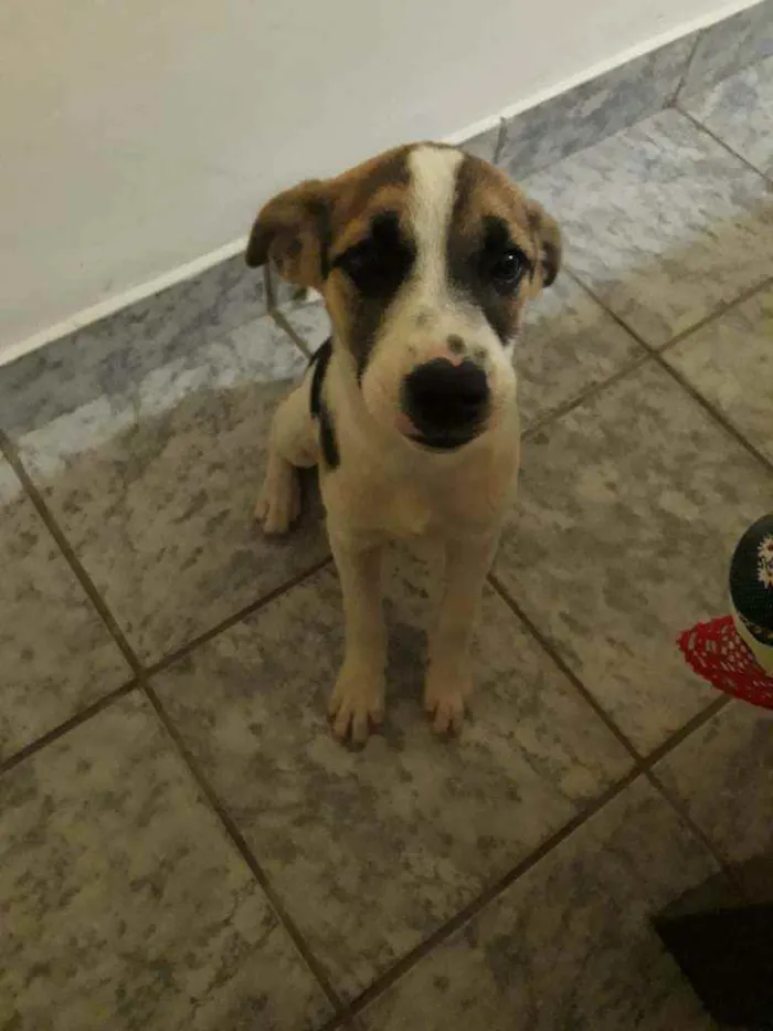 Cachorro ra a Vira lata idade 2 a 6 meses nome Amora